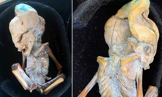 Крошечная мумия с аномальным числом ребер и вытянутым черепом найдена в Колумбии