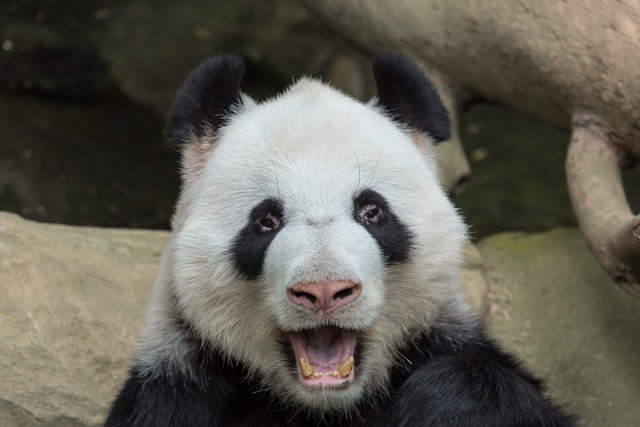 Зловещая тайна зоопарка, или кто зарезал панду?