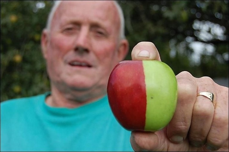 Природа подарила британцу волшебное яблоко (2 фото)