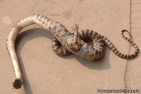 В Китае нашли змею с ногой!