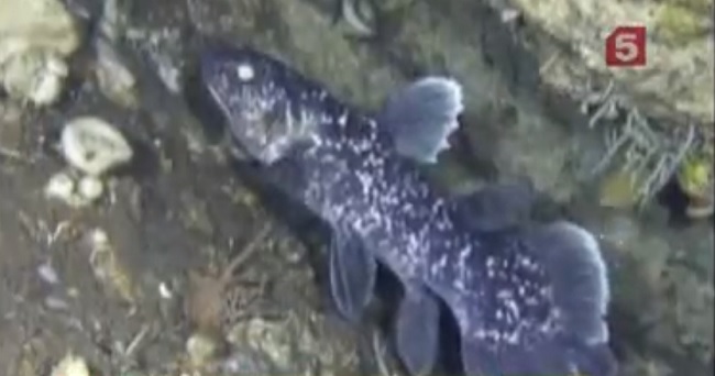Японские исследователи впервые сняли на пленку живого целаканта (видео).
