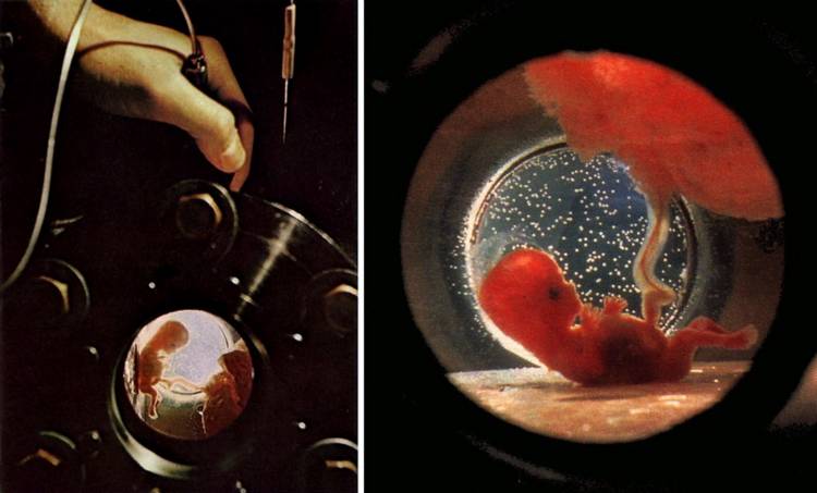 Через 10 лет естественное зачатие можно будет заменить инкубаторами, заверяют учёные