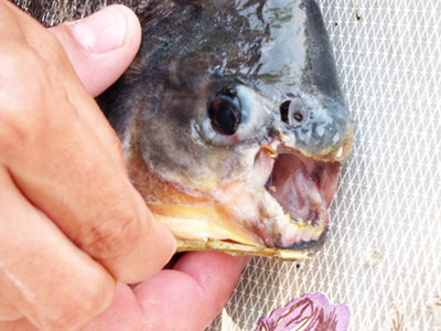 На Украине рыбак снова поймал странную рыбу