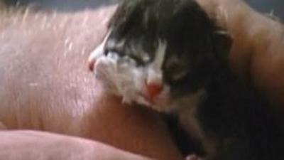 В США родился двуликий котенок (фото + видео)