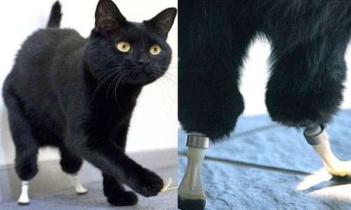 Оскар - первый в мире бионический кот (фото + видео)