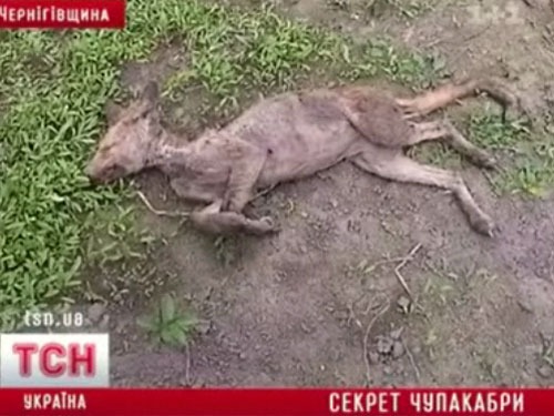 Украинская чупакабра- лишайная лиса?
