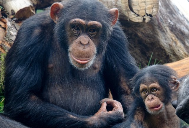 Телепатия существует, как подтвердили опыты на шимпанзе