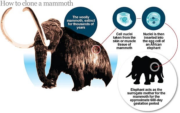 Японский ученый пообещал клонировать мамонтов к 2015 году