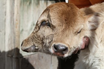 В Армении родился двуголовый теленок-гермафродит