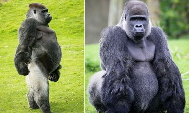 Амбам, горилла, передвигающаяся как человек