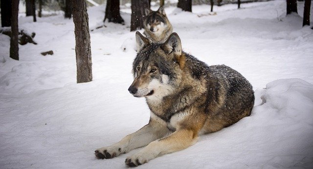Якутская аномалия: 400 волков сбились в чудовищную стаю