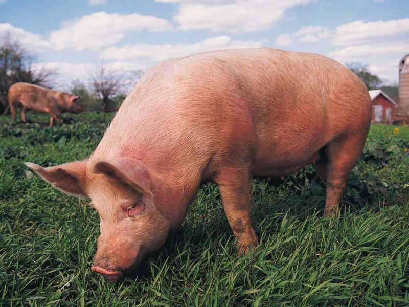 В Китае будут пересаживать органы свиней людям