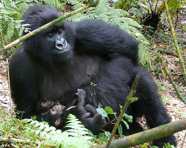 Необычная редкость: Горная горилла родила близнецов (3 фото)