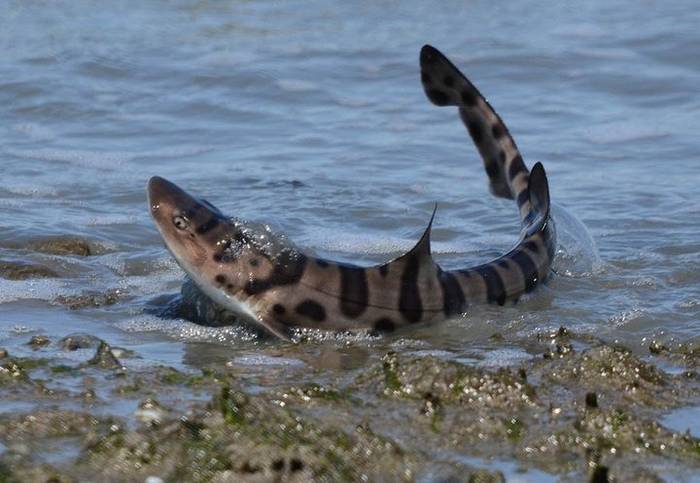 Леопардовые акулы выбросились на берег Калифорнии