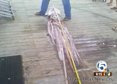 Рыбаки из Флориды нашли мертвого семиметрового кальмара