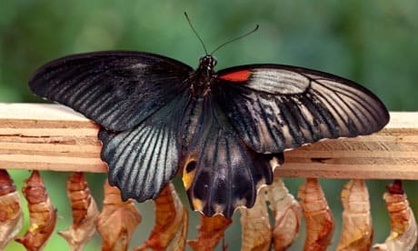 Бабочка-гермафродит с разными крыльями