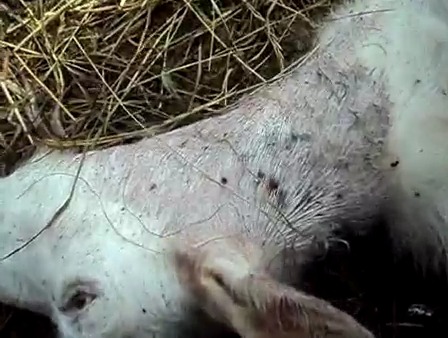 Под Новосибирском неизвестный зверь убил двух коз (видео)