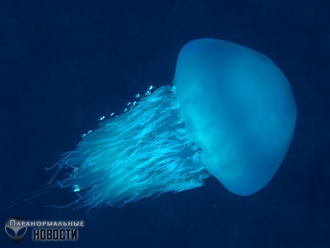 Большие съедобные медузы оккупировали Приморье