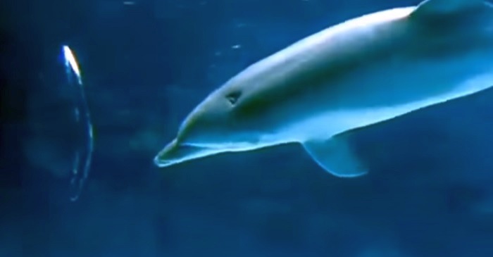 Странные кольца дельфинов