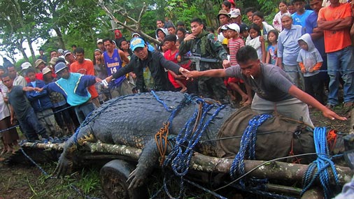 Пойман самый большой крокодил в мире (5 фото + видео)