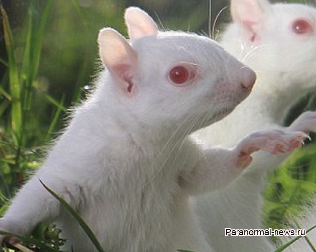 Белку - альбиноса спасли от расправы сородичей