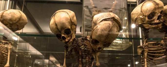 Мутанты из музея Вролика (фото)