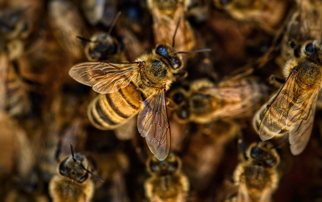 Миллионы пчел по непонятным причинам погибли во Флориде