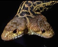 Знаменитая двухголовая змея-гермафродит умерла