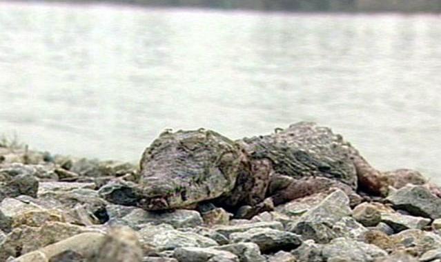 Крокодил из реки Кубань погиб также таинственно как и появился