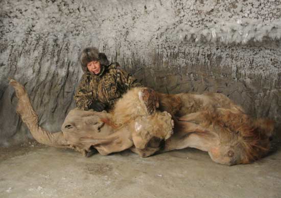 В Якутии найден уникально сохранившийся мамонтенок