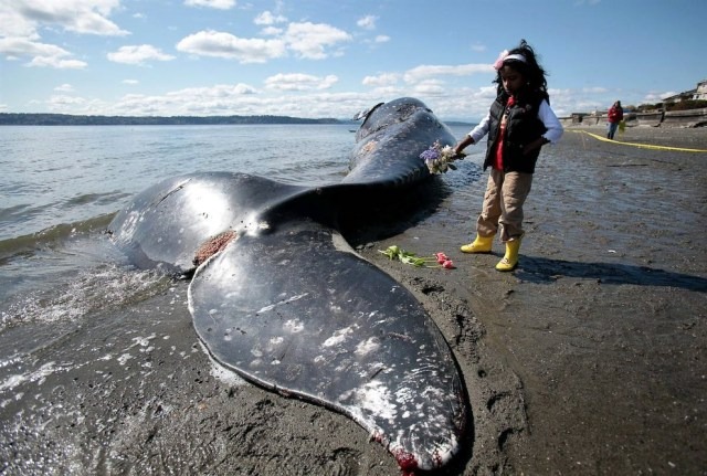 Семь версий гибели китов