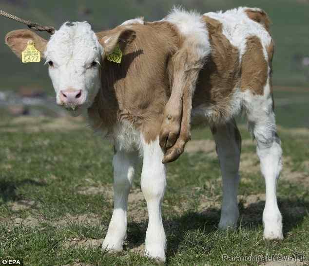 В Швейцарии родился теленок-мутант