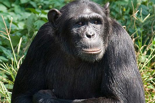Шимпанзе Наташа удивила ученых своим интеллектом