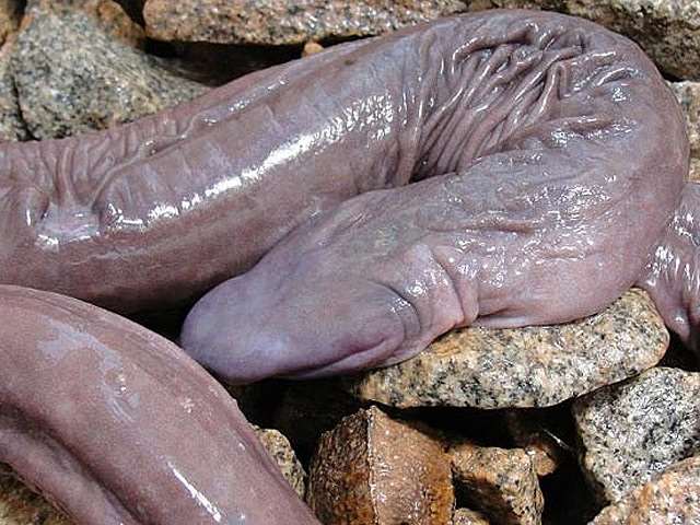 В Бразилии нашли животное, похожее на половой орган