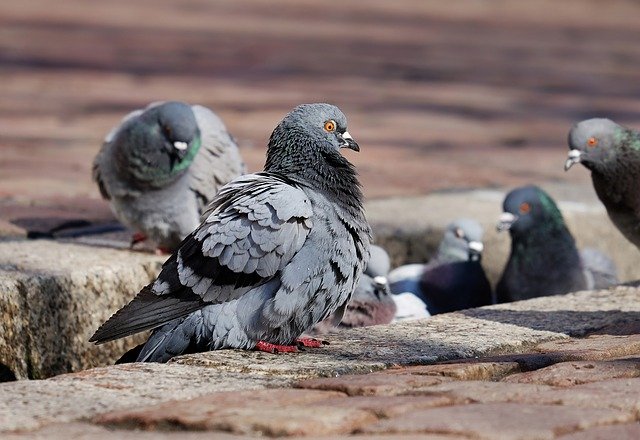 В Костроме прямо на лету умерли голуби