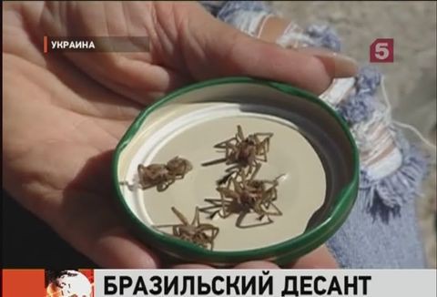 Ядовитые бразильские пауки терроризируют украинскую семью