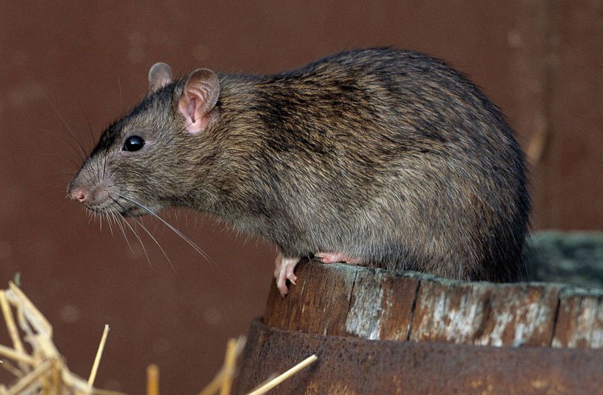 В Великобритании нашли крыс- мутантов