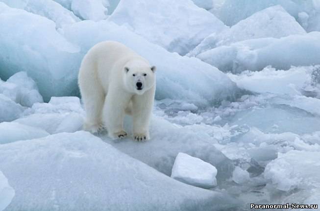 Американцы связывают суровые морозы в России с таянием Арктики