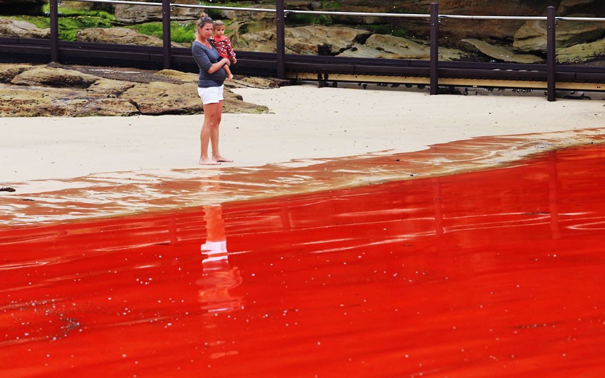Красные водоросли атаковали побережье у Сиднея