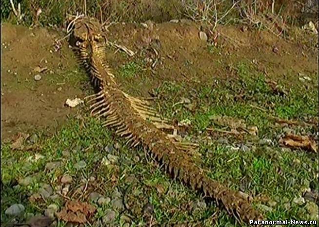 В Азербайджане найден странный скелет