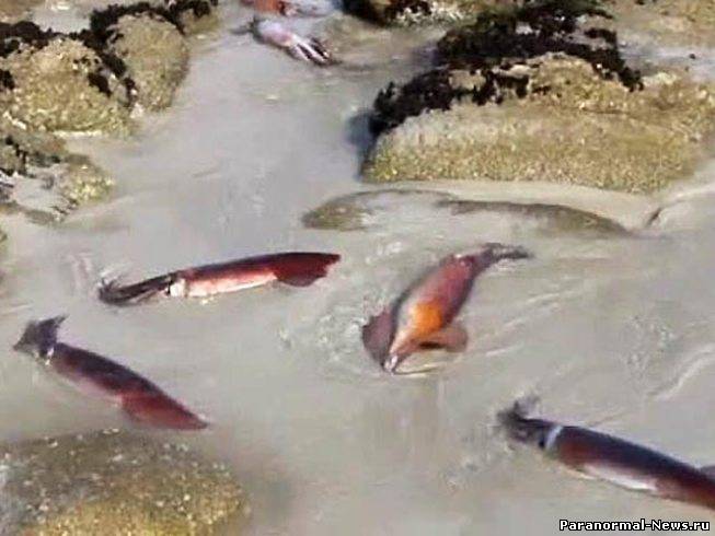 В Калифорнии расследуют нашествие кальмаров-самоубийц