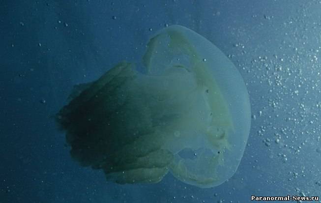 На востоке Австралии появилось огромное количество ядовитых медуз