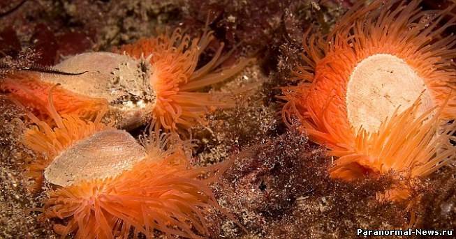 Ученые обнаружили тропических моллюсков у берегов Шотландии