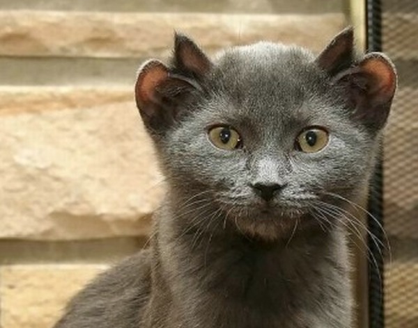 В Великобритании живет кот с двумя парами ушей