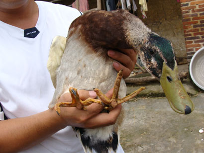 Забавная мутация: В китайской деревне найдена утка-курица, которая боится воды