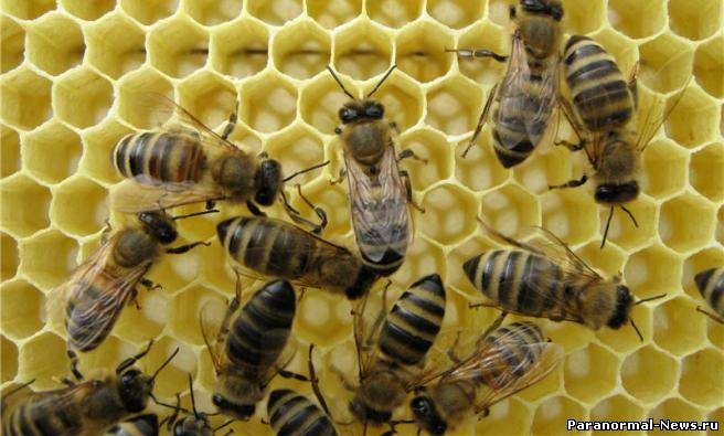 ООН подтверждает: гибель пчел – глобальный феномен
