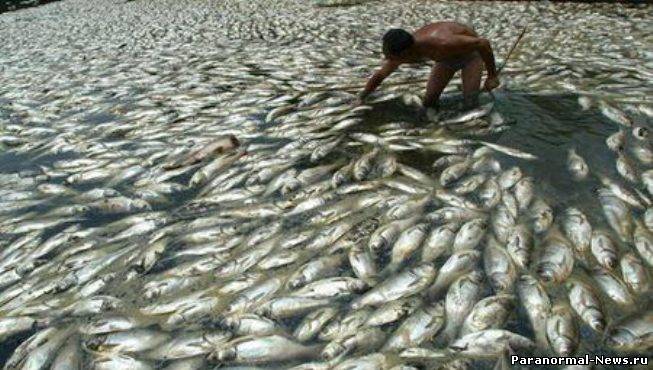 Вещество из разбившегося НЛО стало причиной гибели миллионов рыб