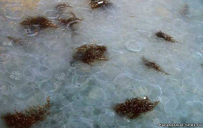 В Черном море в районе Севастополя – нашествие медуз