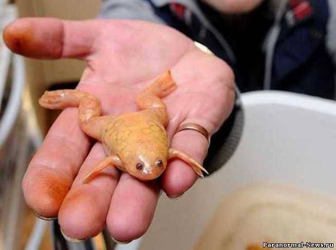 Британец нашел в сугробе загадочных оранжевых лягушек
