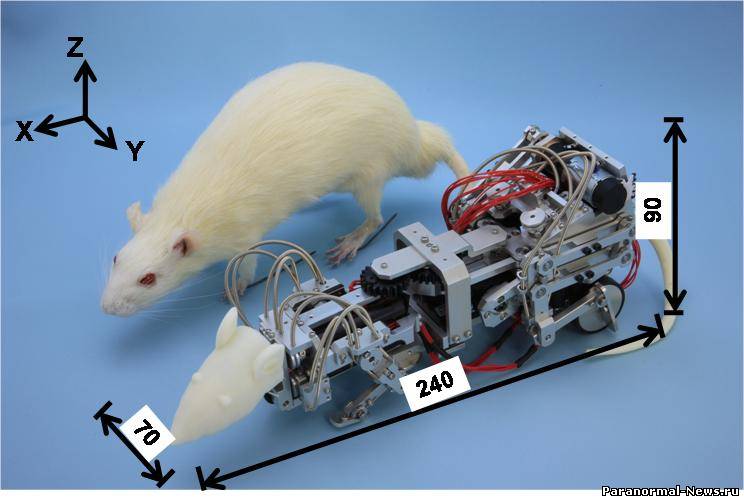 Японцы создали крысу-терминатора